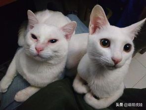 术后猫咪眼引流护理要点