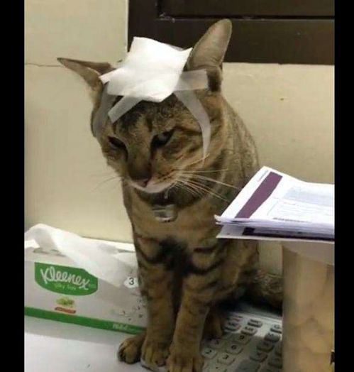 猫咪伤口处理，宠物护理小贴士