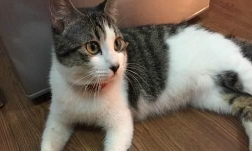 猫咪生育应该注意什么？准备阶段和护理要点有哪些？