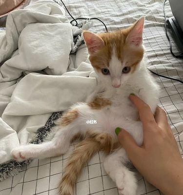 猫咪生育应该注意什么？准备阶段和护理要点有哪些？