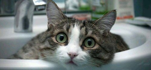 猫咪肾衰晚期症状及护理要点