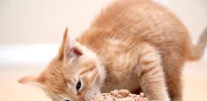 猫咪孕期需要注意什么？专家建议的护理要点有哪些？