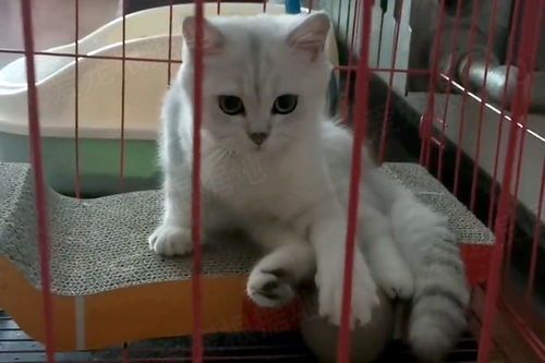 宠物猫骨折，急救护理攻略