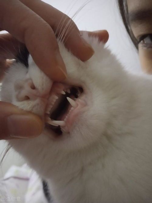 猫咪换牙周期及门齿护理要点