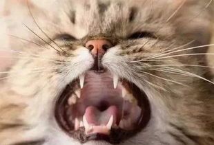 猫咪换牙周期及门齿护理要点