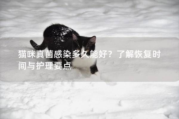 猫咪真菌感染多久能好？了解恢复时间与护理要点