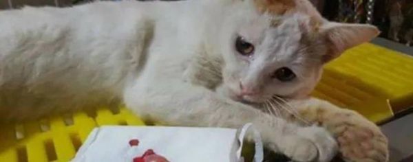 猫咪绝育拆线后如何正确处理？拆线后护理要点有哪些？