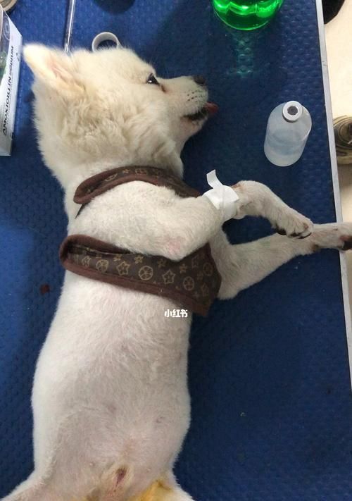 猫咪绝育拆线后如何正确处理？拆线后护理要点有哪些？