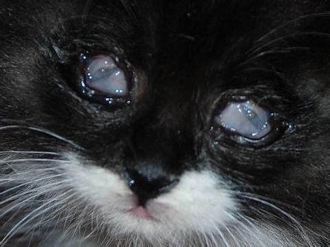 猫杯状病毒居家护理要点