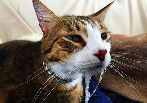 猫杯状病毒居家护理要点