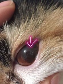 猫咪角膜溃疡治疗及术后护理要点