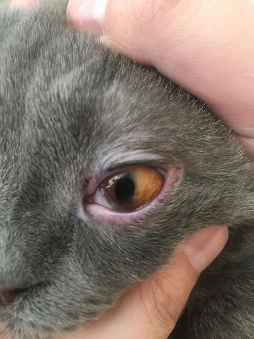 猫咪角膜溃疡治疗及术后护理要点