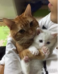 小猫1月龄成长规律与护理要点