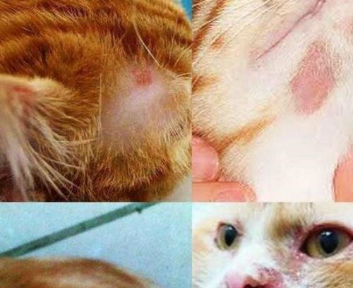 猫咪湿疹:症状及宠物护理方法