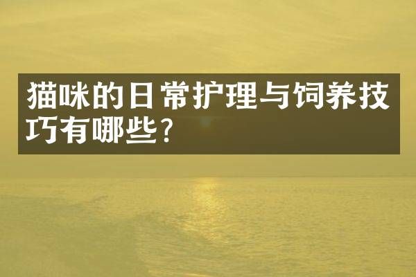 猫咪的日常护理与饲养技巧有哪些？