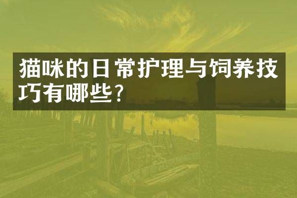 猫咪的日常护理与饲养技巧有哪些？