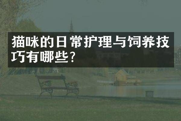 猫咪的日常护理与饲养技巧有哪些？