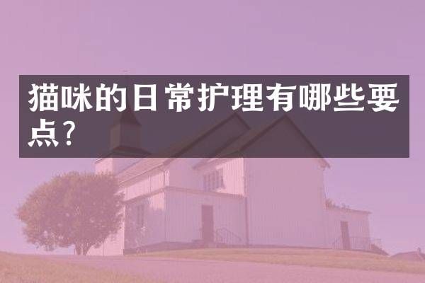 猫咪的日常护理有哪些要点？