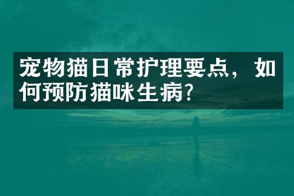 宠物猫日常护理要点，如何预防猫咪生病？