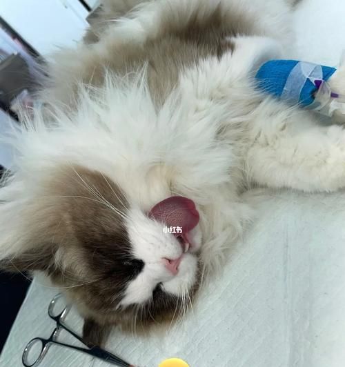 猫咪绝育后如何安抚？术后护理和情绪安抚方法是什么？