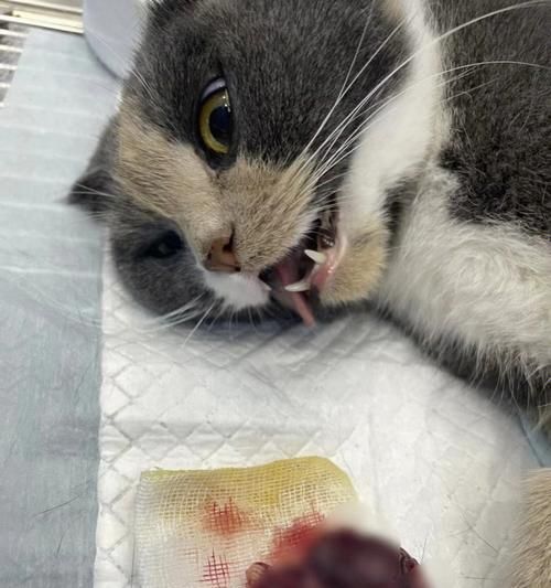 猫咪绝育后如何安抚？术后护理和情绪安抚方法是什么？