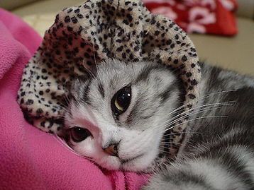 猫咪外耳炎：症状治疗，宠物护理必备