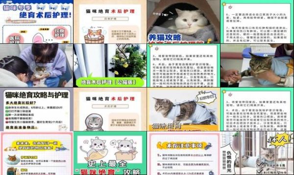 猫咪绝育术后护理要点 - 猫咪绝育术后护理-第1张图片-漂亮宠物百科网