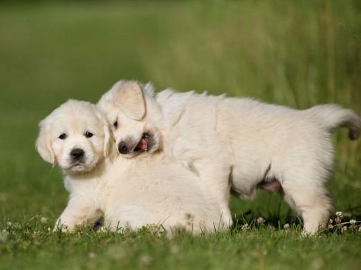 纯种金毛犬多少钱一只