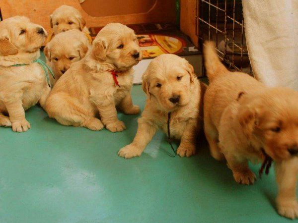 纯种金毛犬多少钱一只