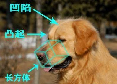 纯种金毛犬多少钱一只