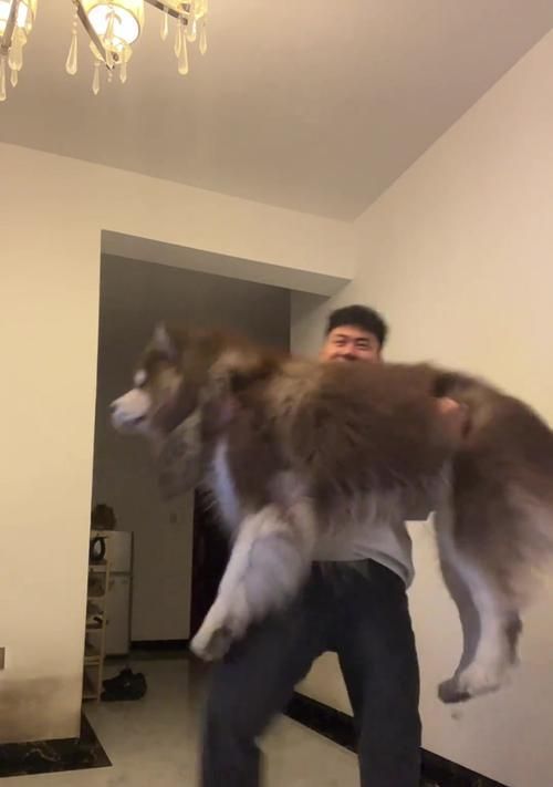 如何判断阿拉斯加犬是否纯种？（5种方法帮助您识别纯种阿拉斯加犬）