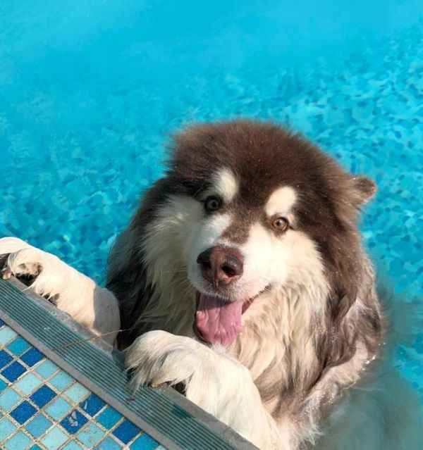 如何判断阿拉斯加犬是否纯种？（5种方法帮助您识别纯种阿拉斯加犬）