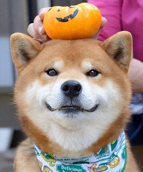 纯种柴犬的价格及特征（了解纯种柴犬的价格和特征，选择适合您的宠物伙伴）