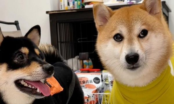 纯种柴犬的价格及特征（了解纯种柴犬的价格和特征，选择适合您的宠物伙伴）