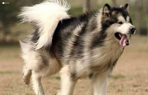 阿拉斯加犬怎么看纯不纯种?纯种阿拉斯加辨别方法