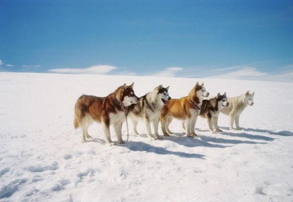 阿拉斯加犬怎么看纯不纯种?纯种阿拉斯加辨别方法