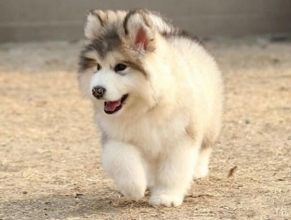 阿拉斯加犬怎么看纯不纯种?纯种阿拉斯加辨别方法