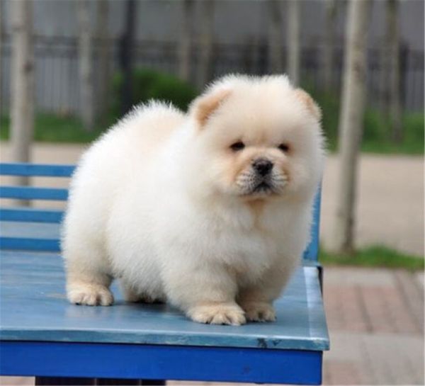 纯种松狮多少钱一只？幼犬松狮和藏獒的区别？