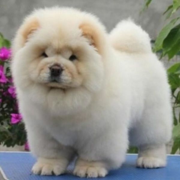 纯种松狮多少钱一只？幼犬松狮和藏獒的区别？