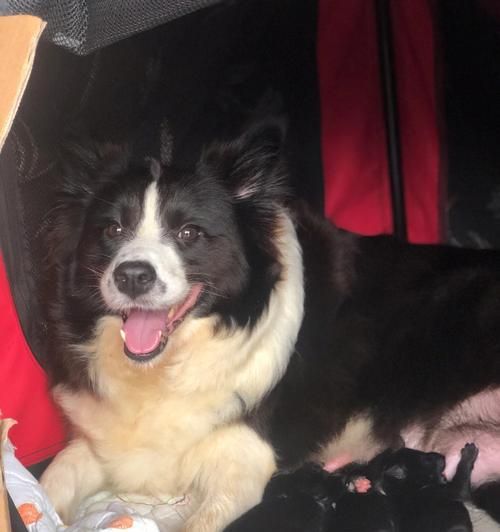 如何区分边境牧羊犬的纯种和串串？（通过观察6个地方来判断边境牧羊犬的纯种性）