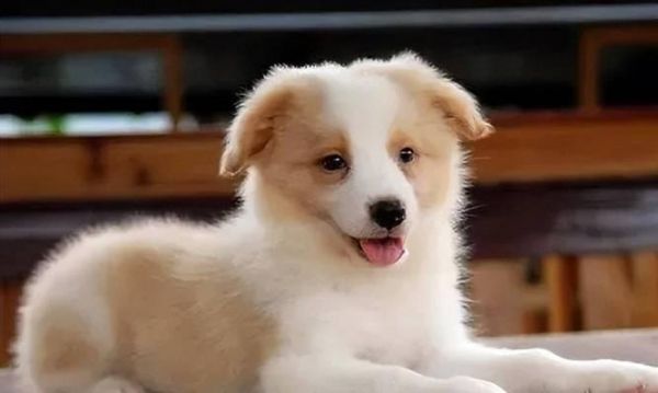 如何区分边境牧羊犬的纯种和串串？（通过观察6个地方来判断边境牧羊犬的纯种性）