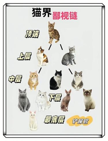 猫咪等级大揭秘