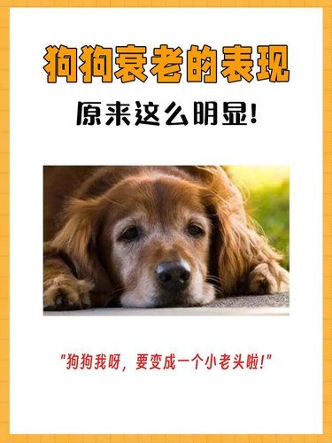 别忽略！狗狗衰老的这些迹象