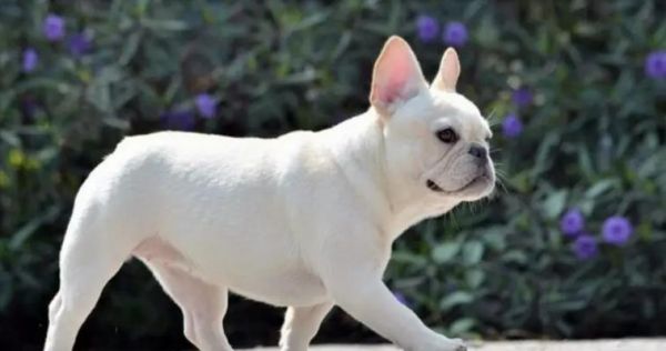 纯种犬标准与宠物饲养（如何选择适合自己的纯种犬？——以一些常见纯种犬类为例）