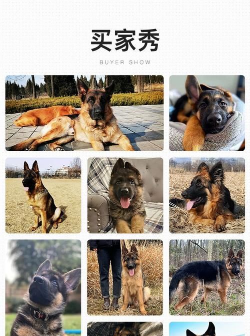 2022年纯种德国牧羊犬价格及介绍（了解纯种德国牧羊犬的特点、来源和训练方法）