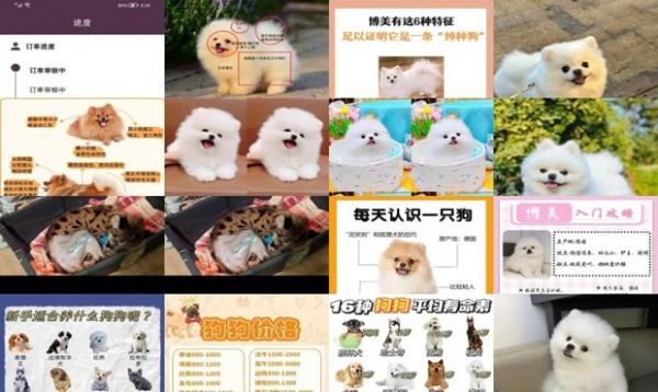 纯种博美犬的身长尺寸