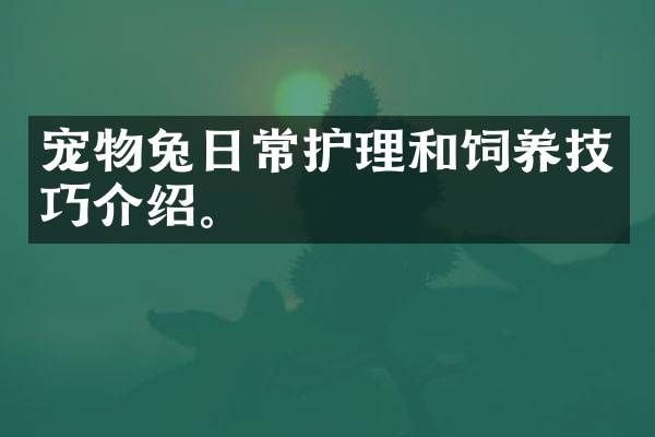 宠物兔日常护理和饲养技巧介绍。