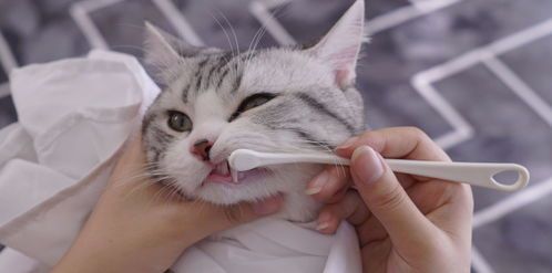 宠物日常护理：剪指甲，呵护猫咪健康。