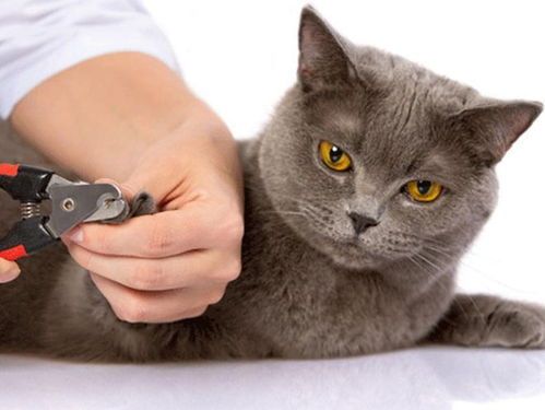 宠物日常护理：剪指甲，呵护猫咪健康。