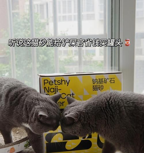 小猫不肯用猫砂怎么办（解决宠物不用猫砂的实用技巧）